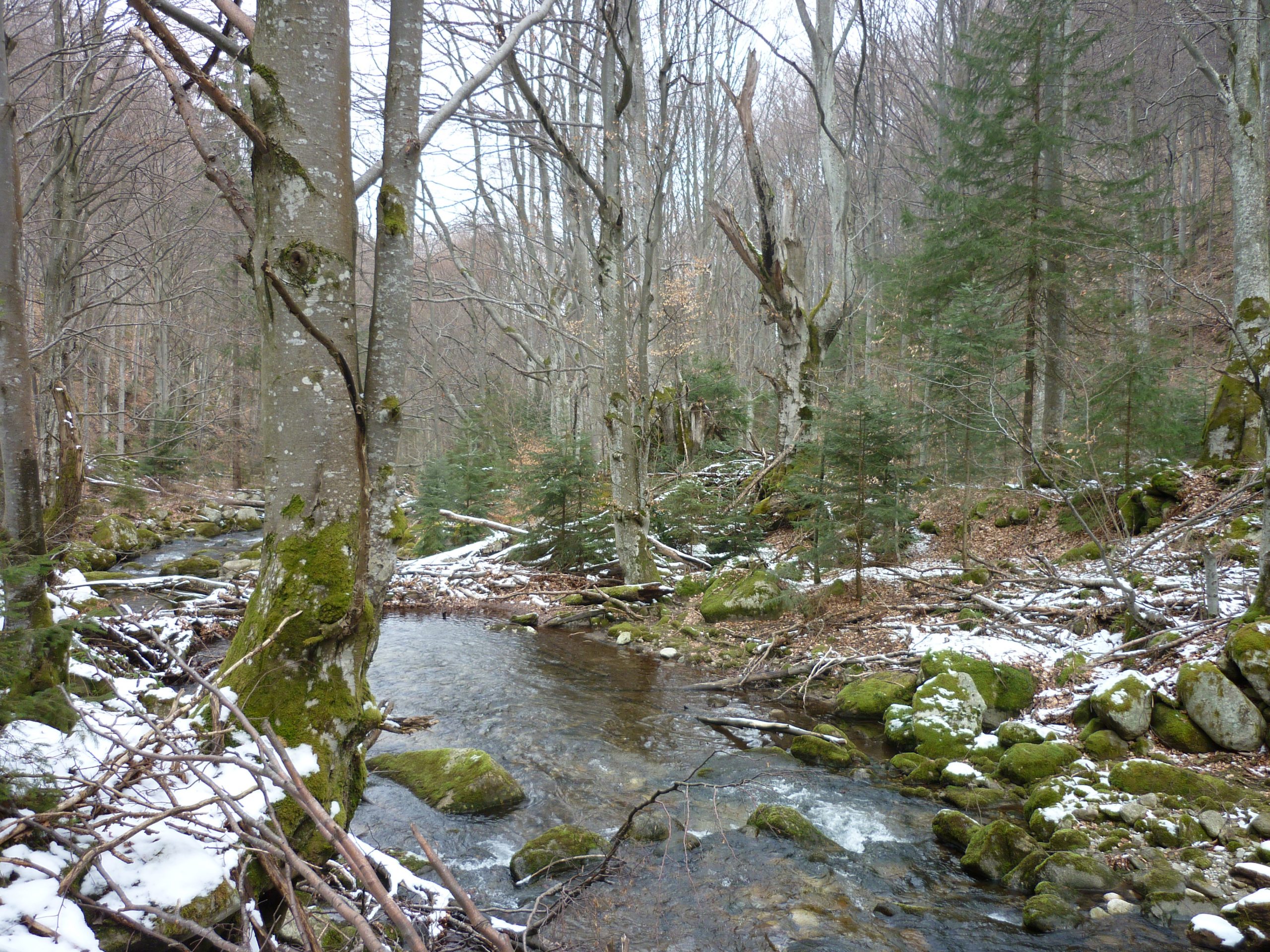 Cerem Agenției Naționale pentru Arii Naturale Protejate să fie consecventă în respectarea legislației, să protejeze pădurea din geoparc!