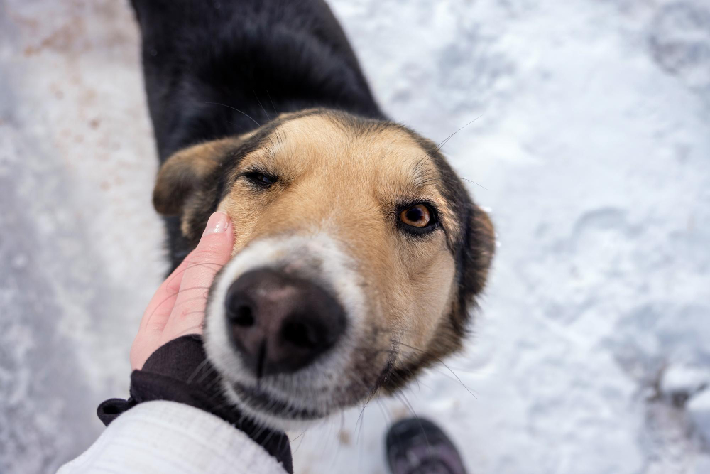 Sterilizare gratuită, în loc de eutanasierea câinilor